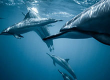 九游娱乐城-差点扩大比分！卡多索小禁区线上得球打门，侯森近距离救险